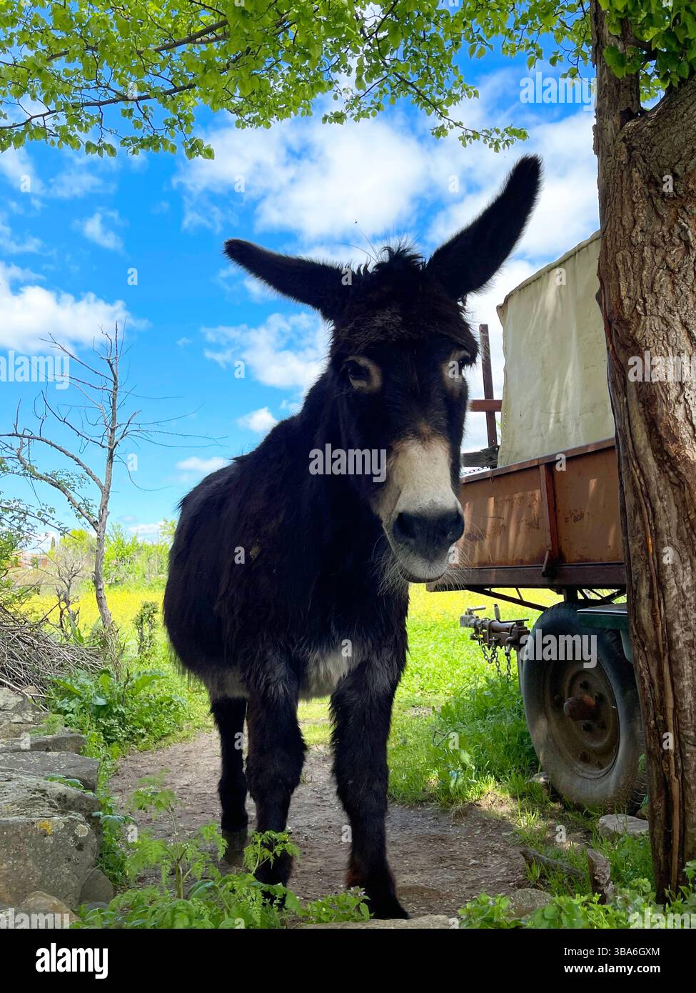 Donkey. - Smartphone Captured Stock Image