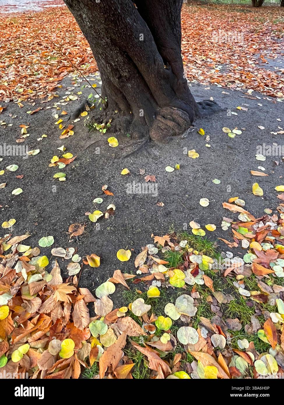 Tree trunk and fallen leaves on the ground. - Smartphone Captured Stock Image