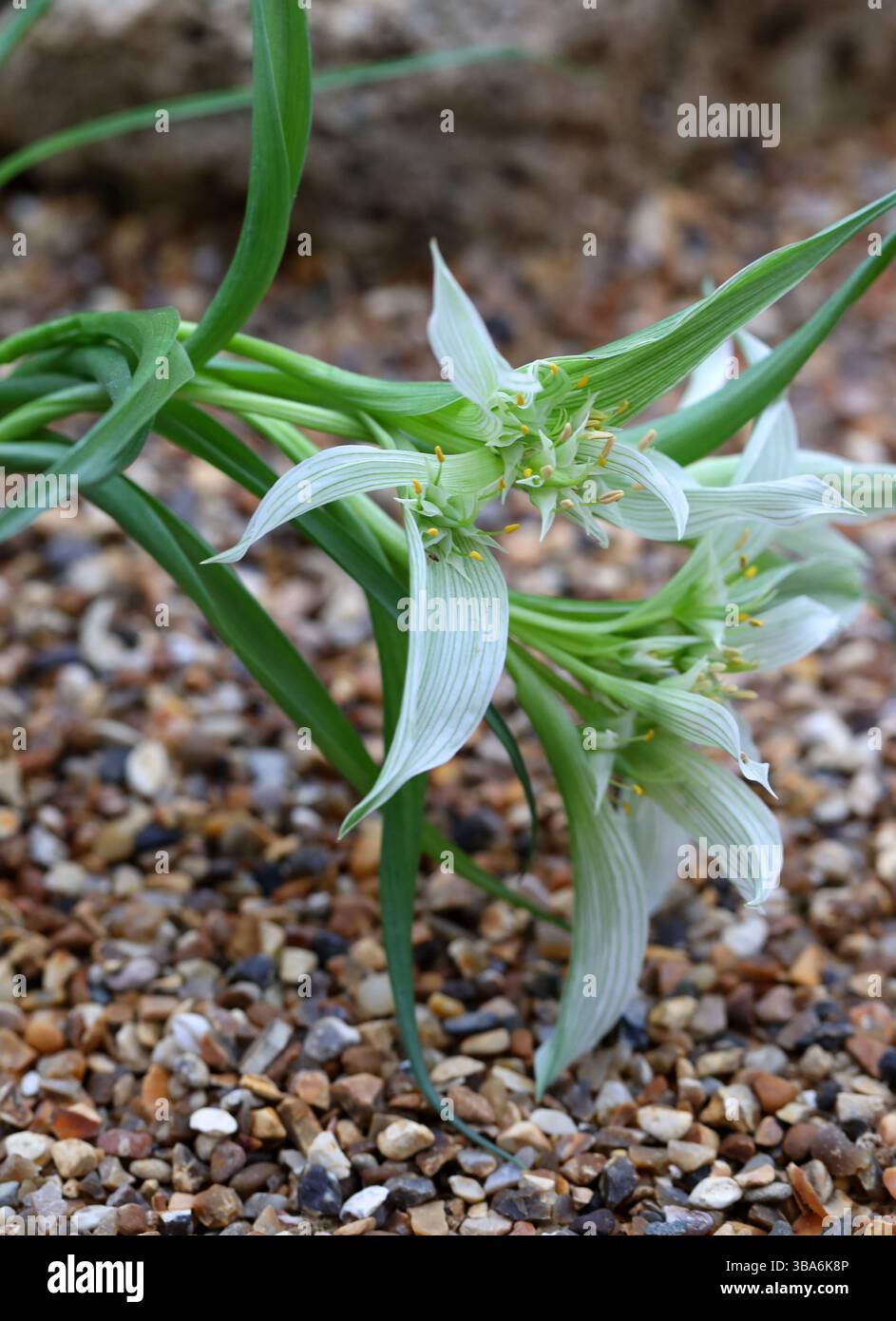 Melanthioides hi-res stock photography and images - Alamy