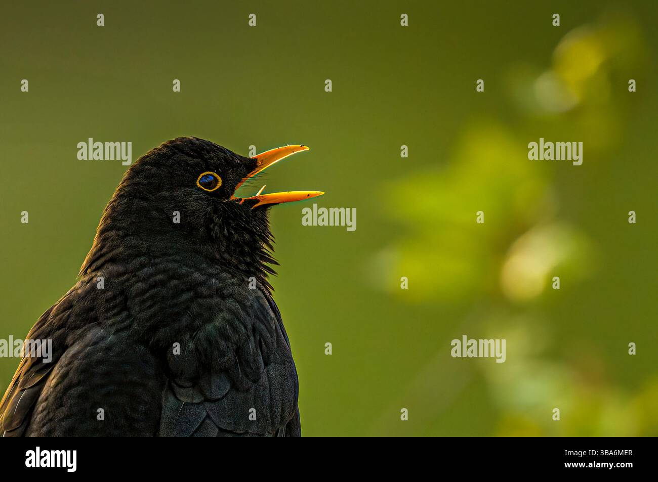 Blackbird singing Stock Photo