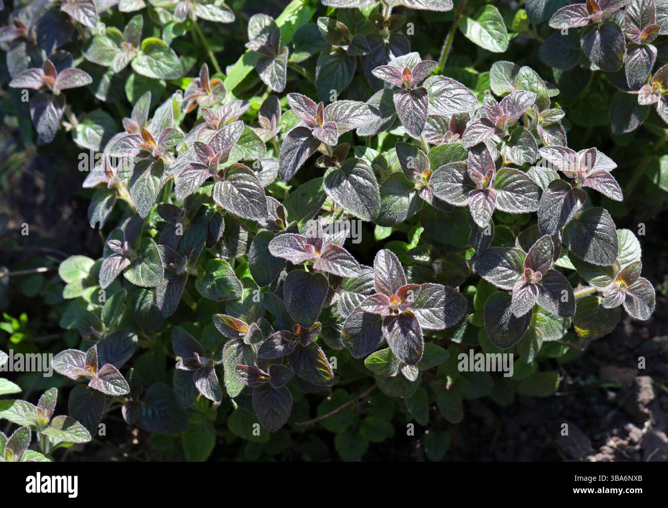 Wild Basil, Clinopodium vulgare subsp. arundanum, Lamiaceae. North ...