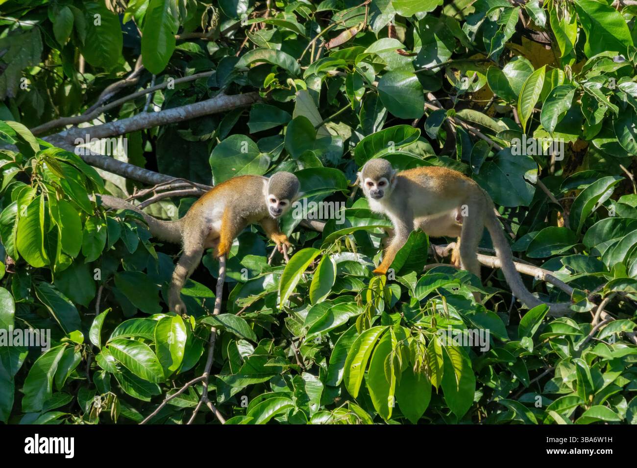 Ecuadorian Squirrel Monkeys, Saimiri cassiquiarensis macrodon, in the Amazon Basin in Ecuador. Stock Photo