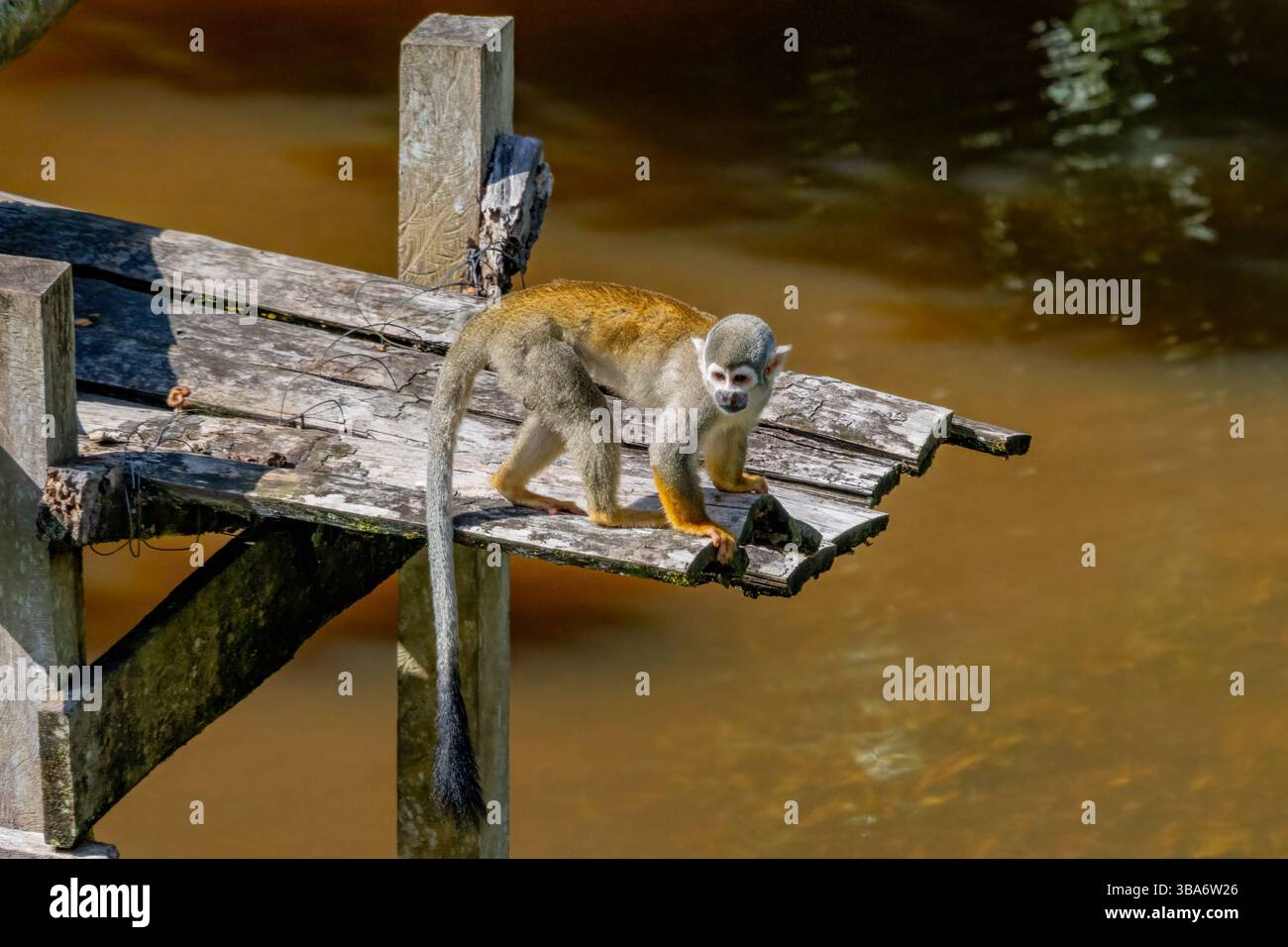 An Ecuadorian Squirrel Monkey on a bamboo dock at an ecolodge in Amazonian Ecuador. Stock Photo