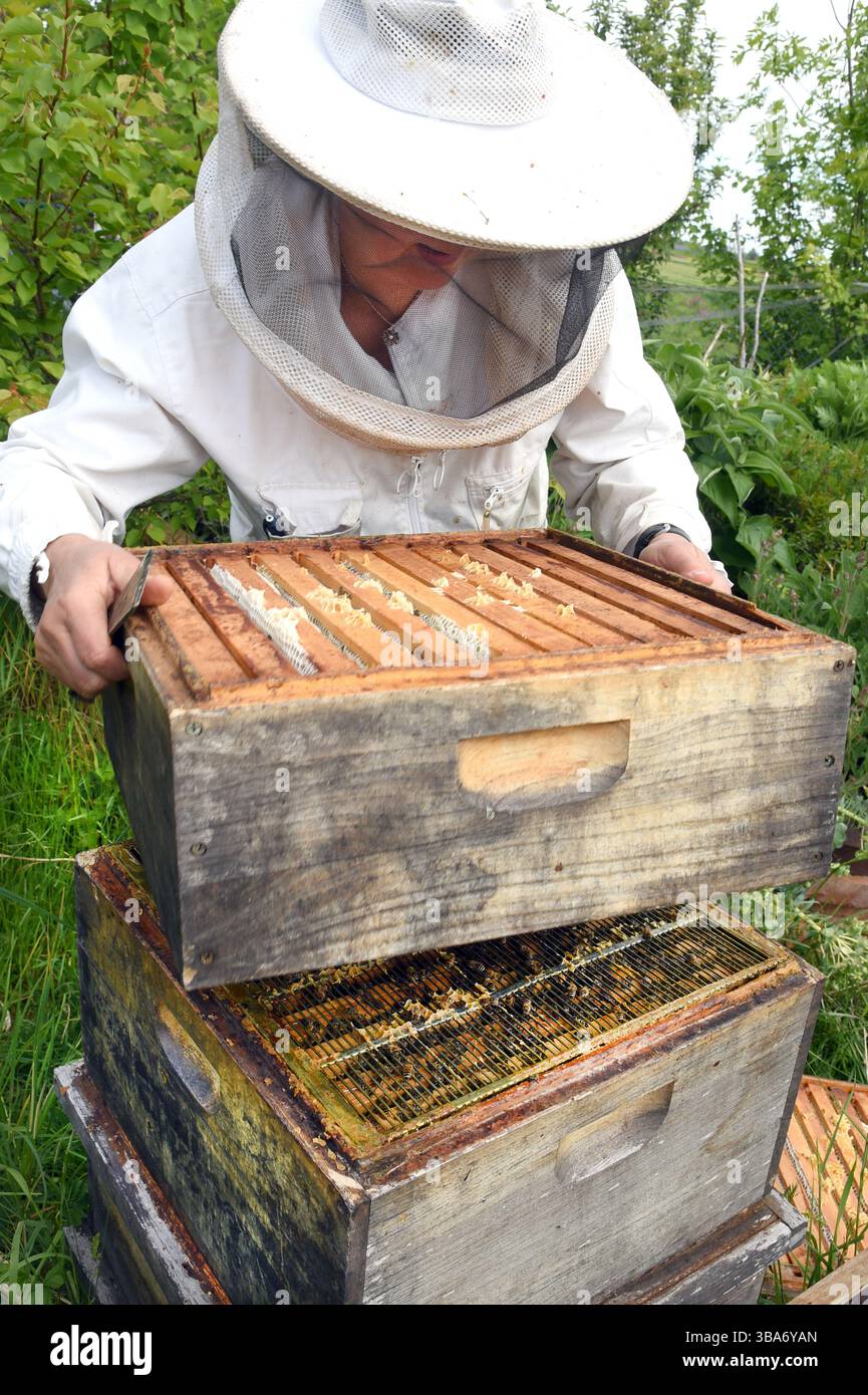 Bees for Development Journal Issue 146 - April 2023 by Bees for Development  - Issuu, image size:865x1390