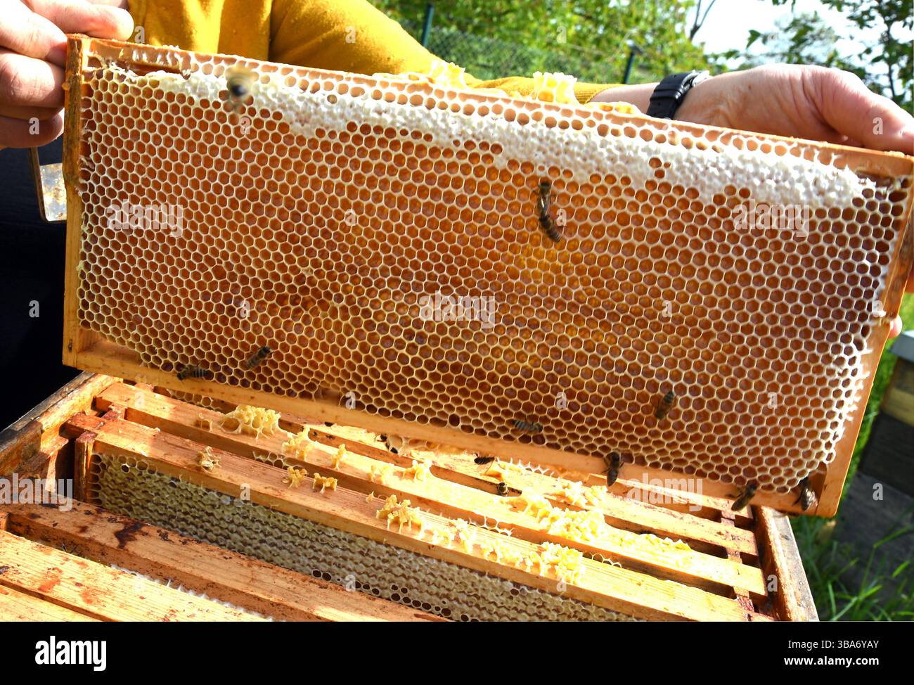 A horticulturists' haven': Sir David Attenborough opens Kew Gardens'  painstakingly restored Temperate House | Architecture and design news |  CLADglobal.com, image size:1300x974