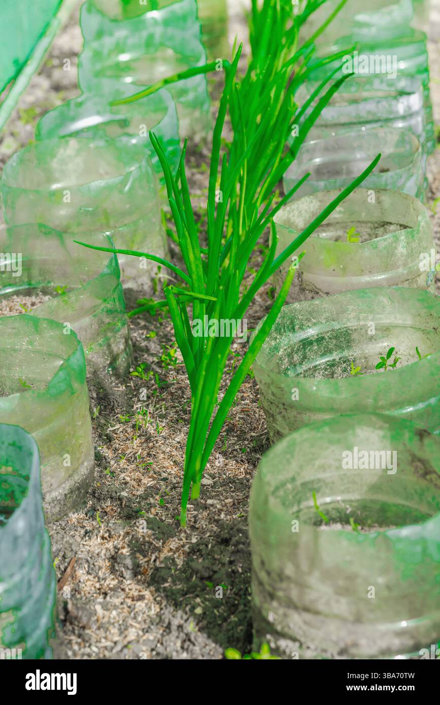 Garden bed with young green leek growing in rows. Visual representation of homegrown food, eco-friendly lifestyle, and sustainable nutrition practices Stock Photo