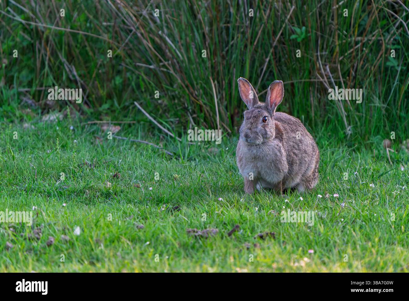 Grey rabbit sitting in a lush meadow, surrounded by fresh grass and basking in the natural sunlight. Stock Photo
