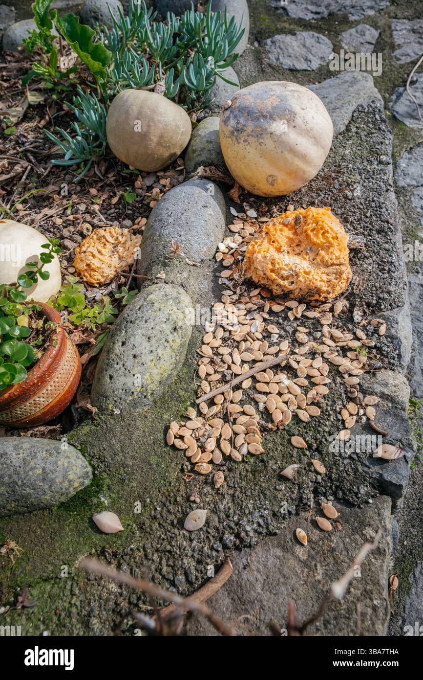 Pumpkins and their scattered seeds on a weathered stone surface in Sao Jorge, Azores, Portugal. Captures the essence of an autumn harvest and natural Stock Photo