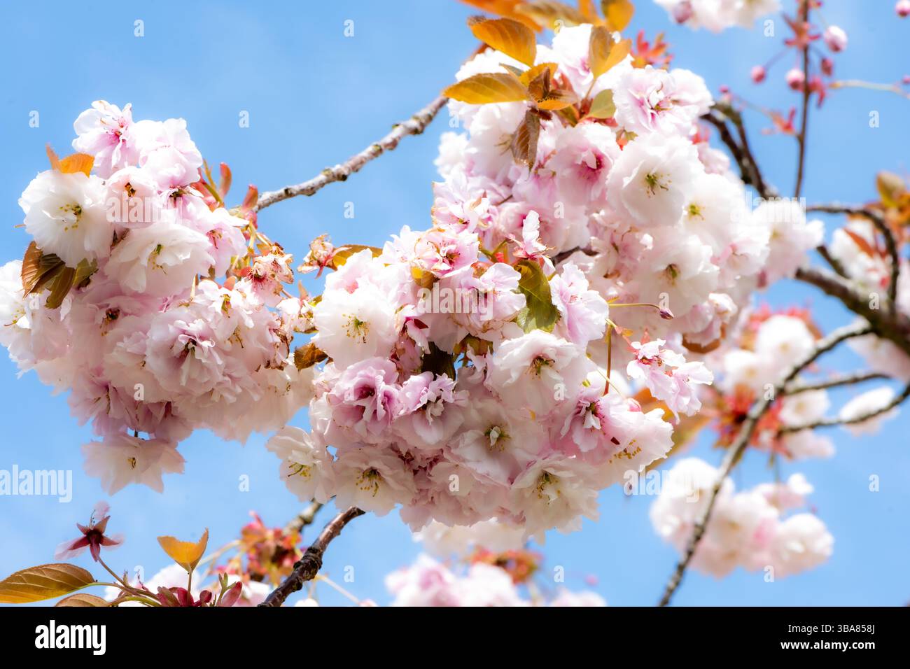 Cherry blossom spring landscape hi-res stock photography and images - Alamy