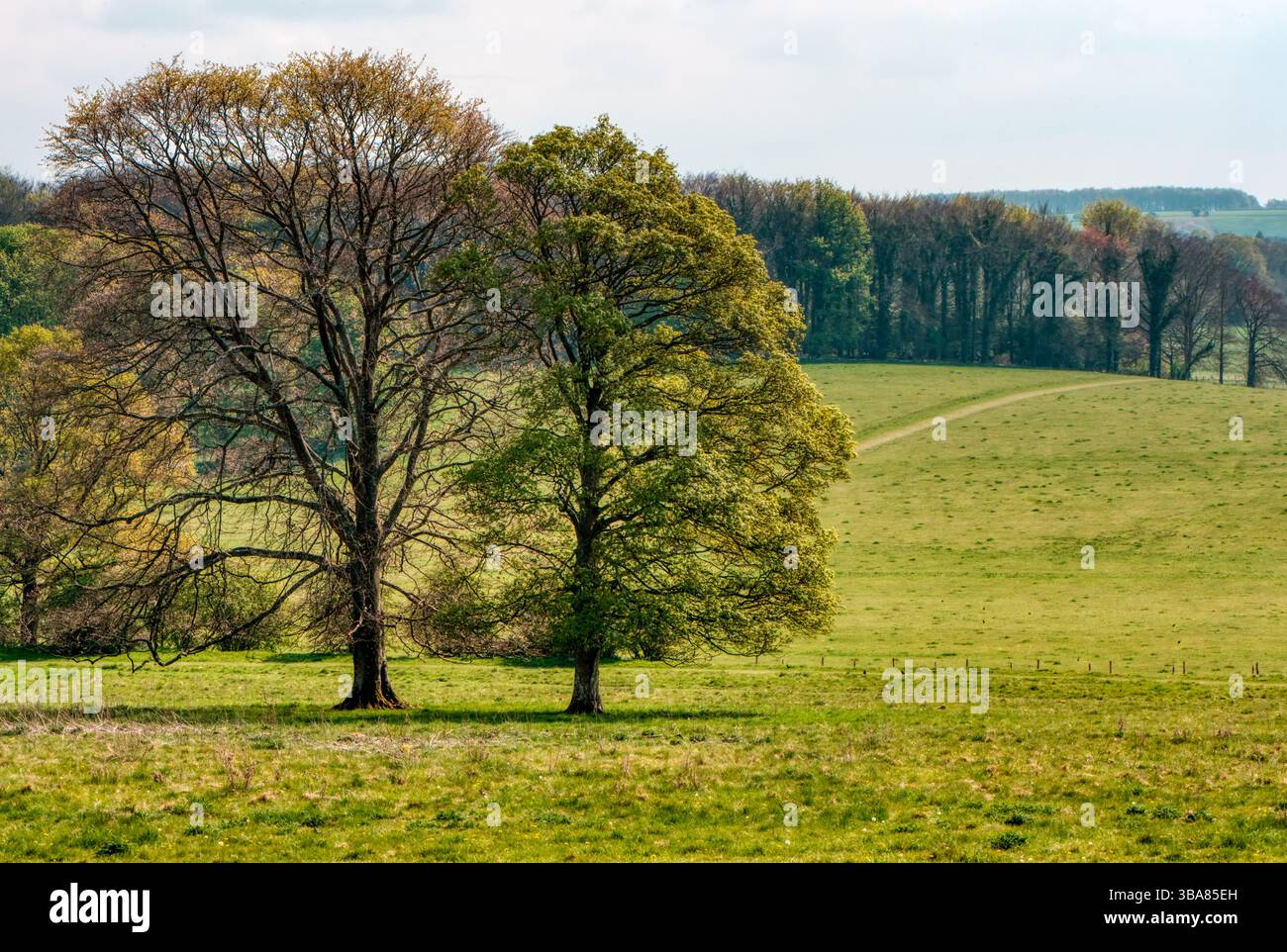 Green parkland in the South Downs, Hinton Ampner, Hampshire, UK Stock Photo