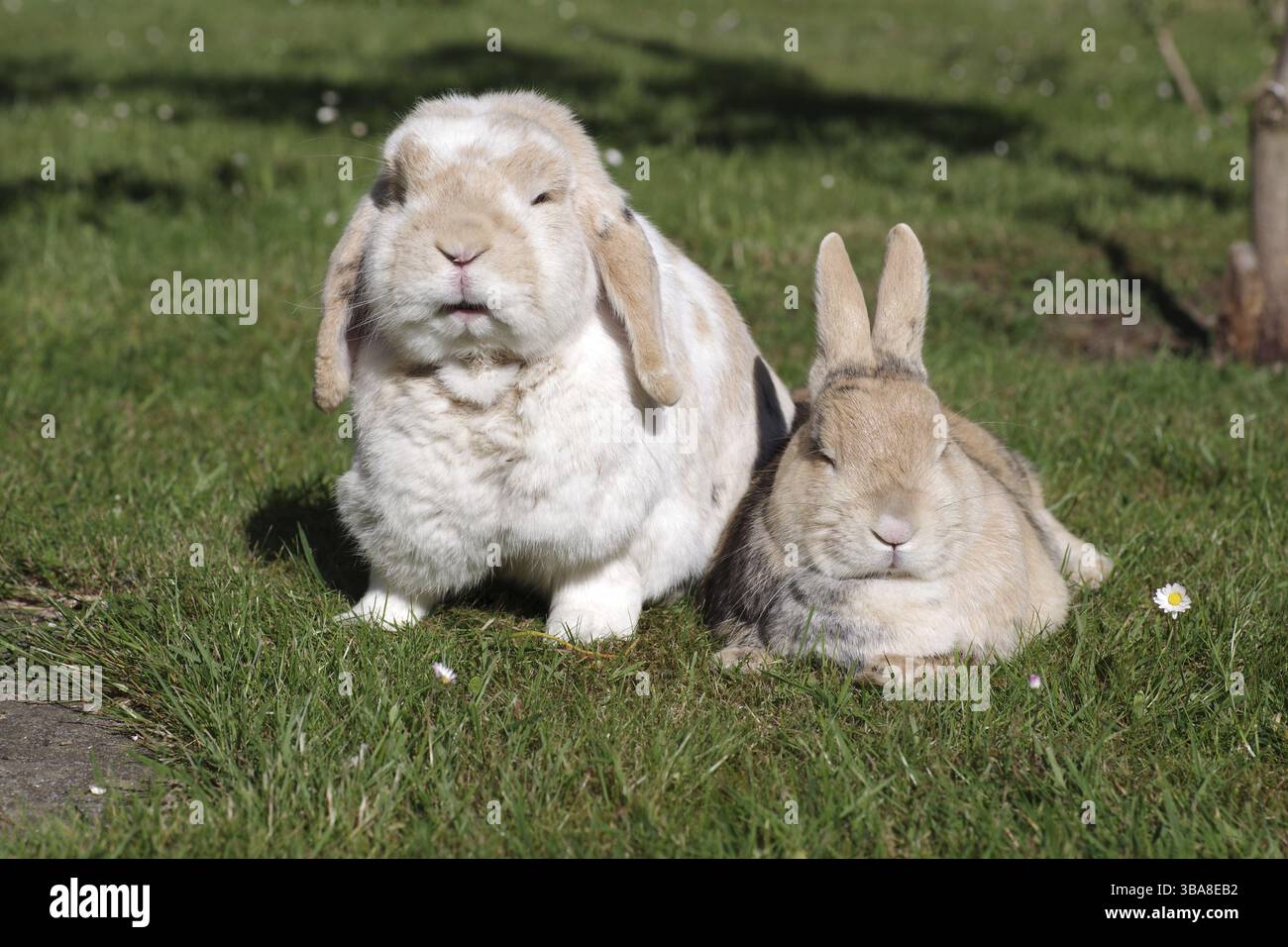 Domestic rabbit (Oryctolagus cuniculus domestica), ram rabbit, 2 ...