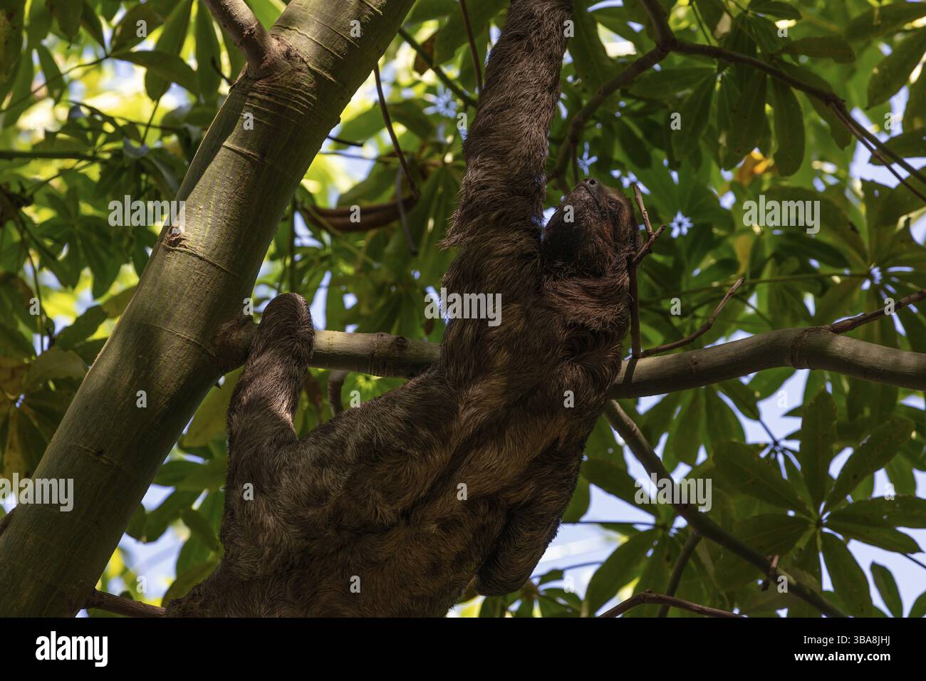 Brown-throated sloth (Bradypus variegatus), Cartagena, Colombia, South ...