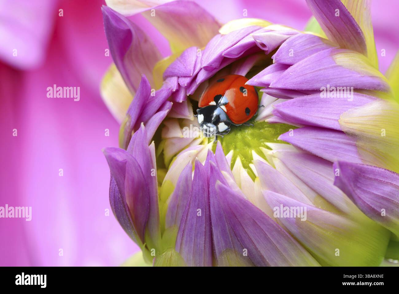 Ladybird on a dahlia bud Stock Photo