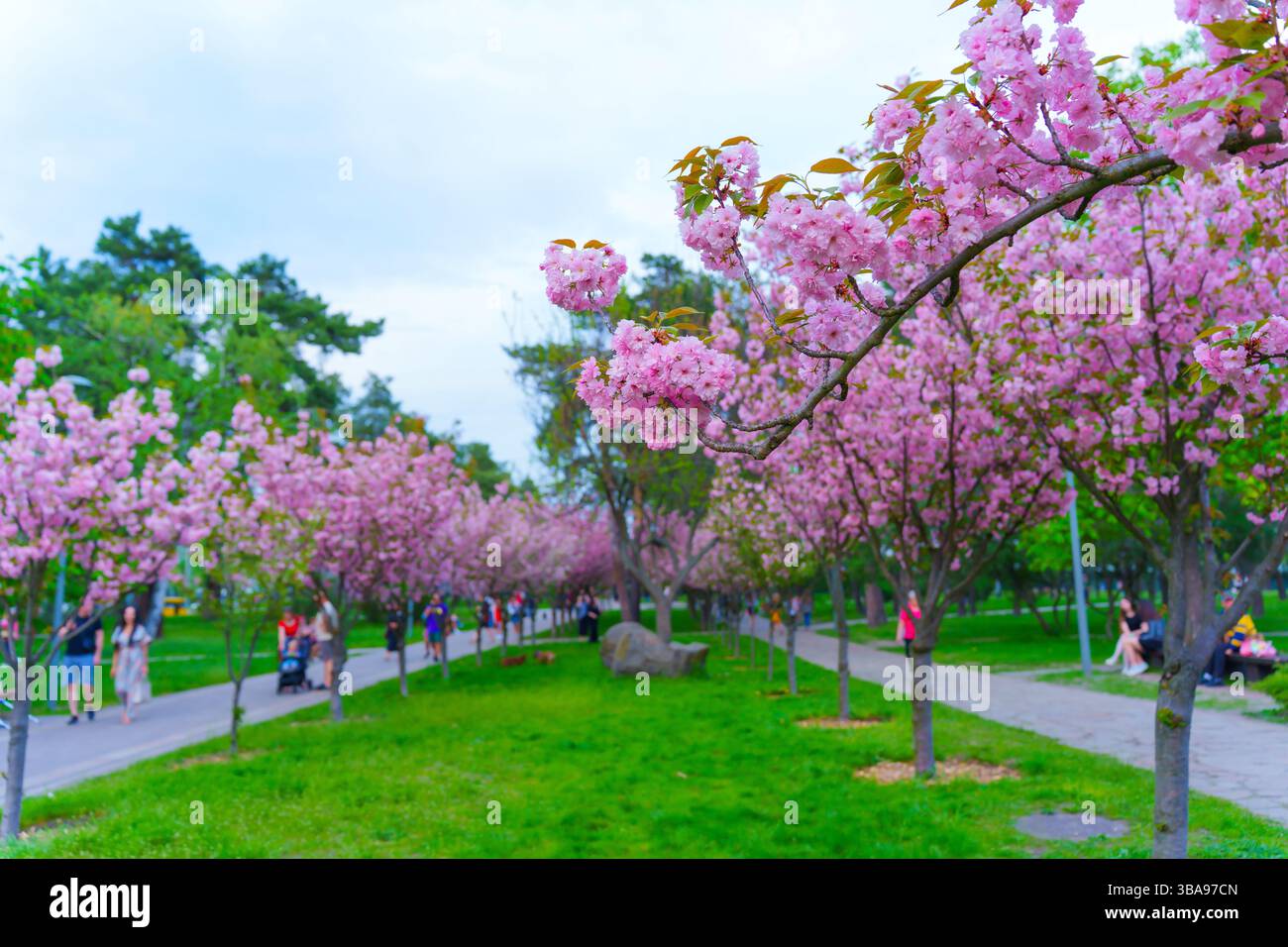 Vibrant spring scene featuring blooming cherry blossom trees lining a ...