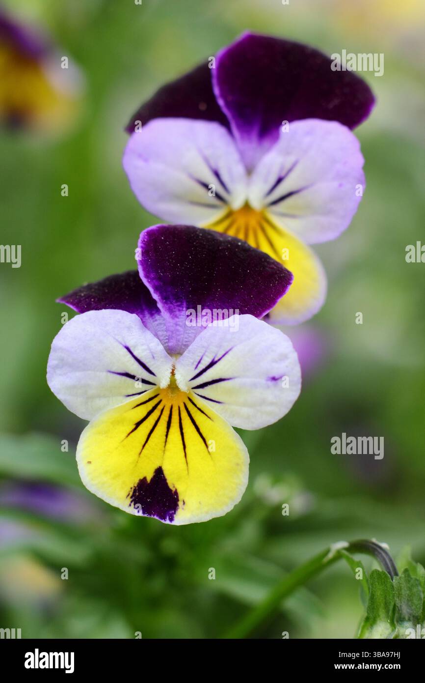 Viola cornuta Johnny Jump Up flowering in May, springtime, UK. Stock Photo