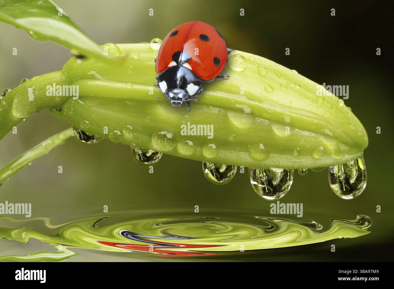 Ladybird on a dahlia bud Stock Photo