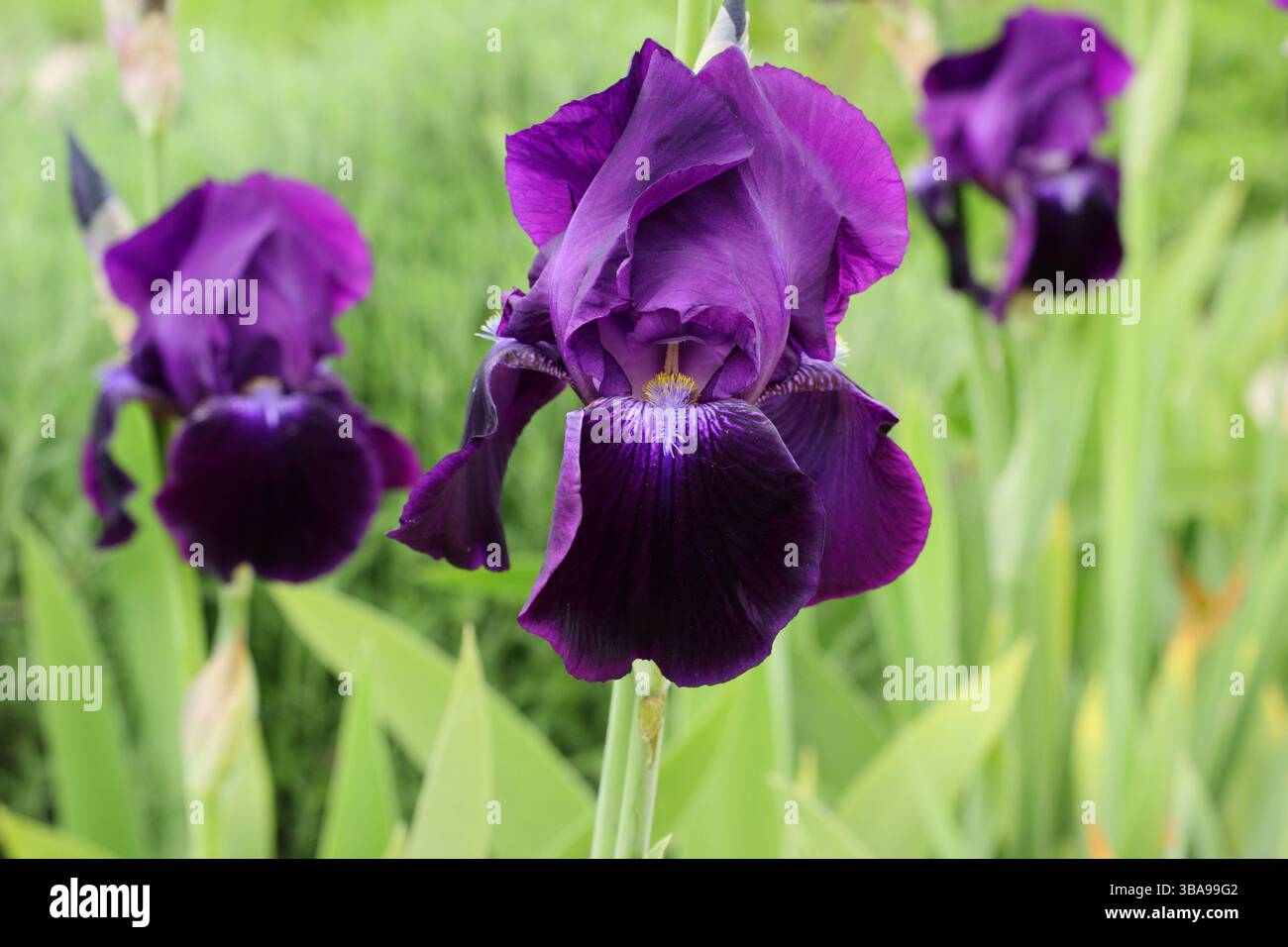 Iris Sable, a fragrant perennial displaying characteristic deep purple ...