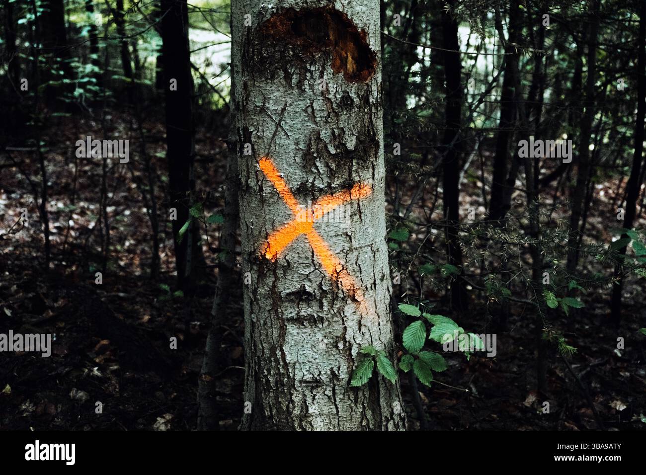 Tree Protection Flagging Tree marked with an orange X spray-painted on its trunk in a dense ...