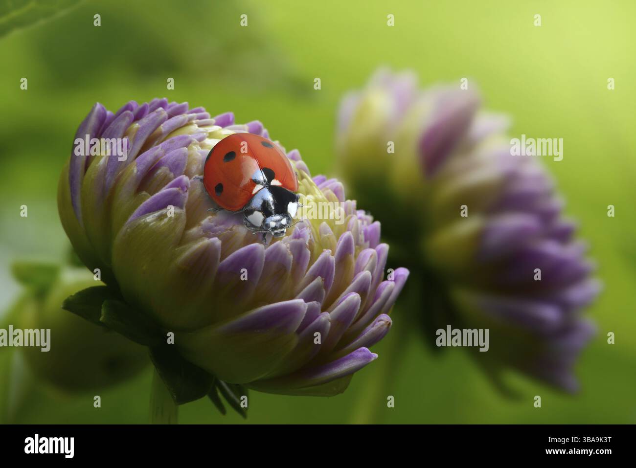 Ladybird on a dahlia bud Stock Photo