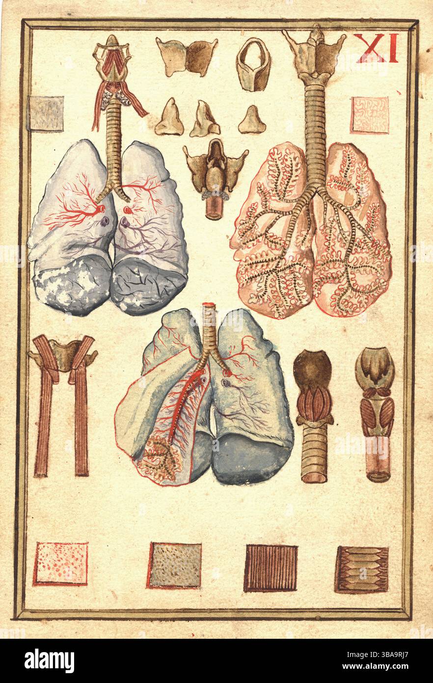 Anatomy of Human Lungs - Historical engraving Stock Photo - Alamy