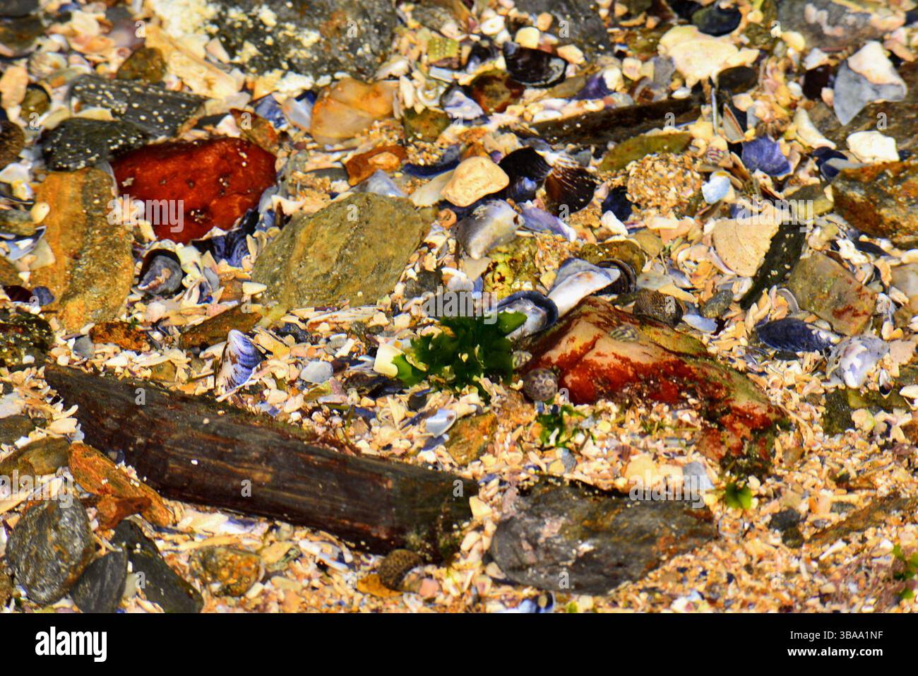 Colourful background on the seashore, ideal as a decorative photograph Stock Photo