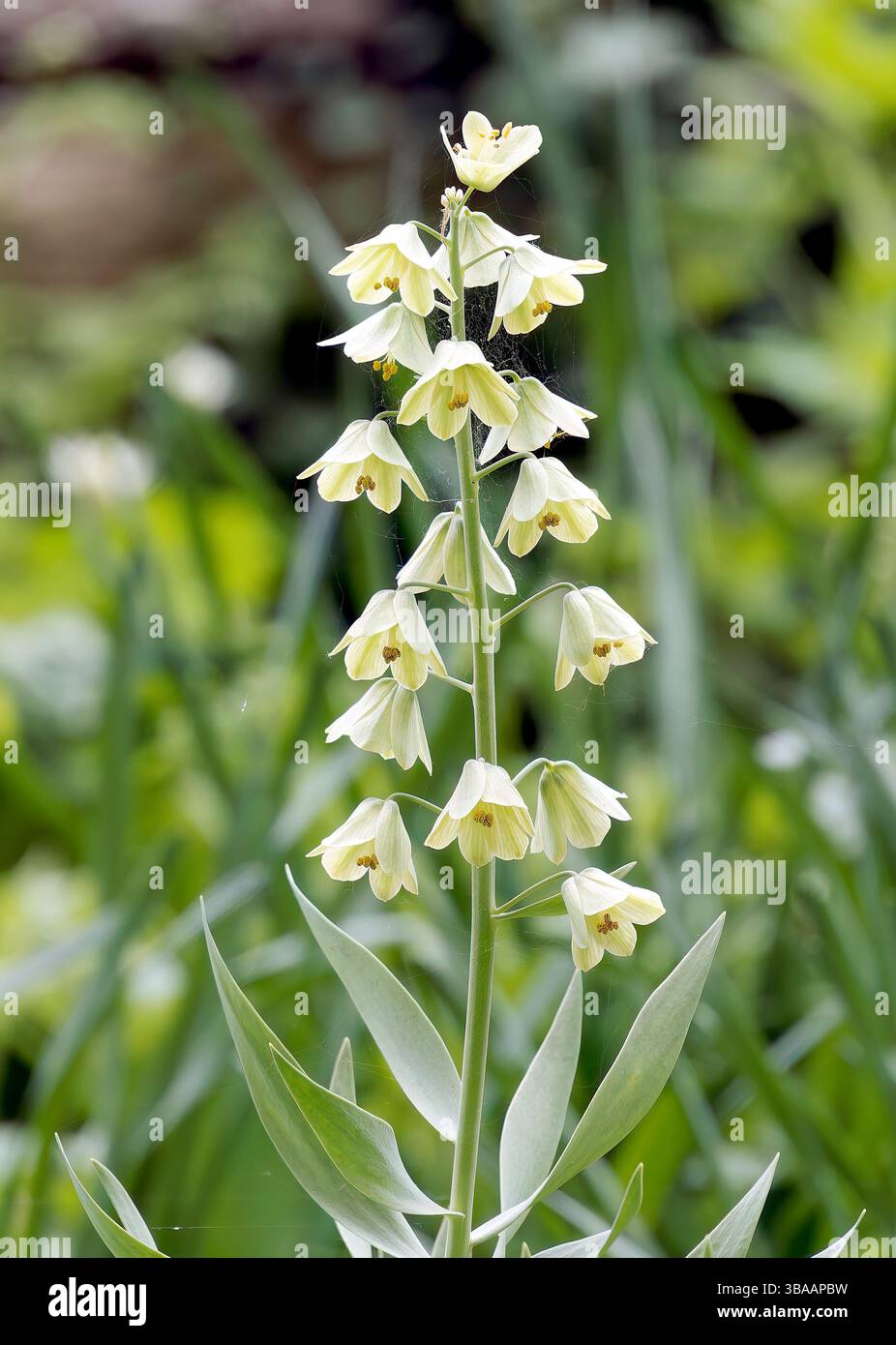 Persische Fritillarie, Fritillaire de Perse, Fritillaria persica, perzsa kockásliliom, Hungary, Magyarország, Europe Stock Photo