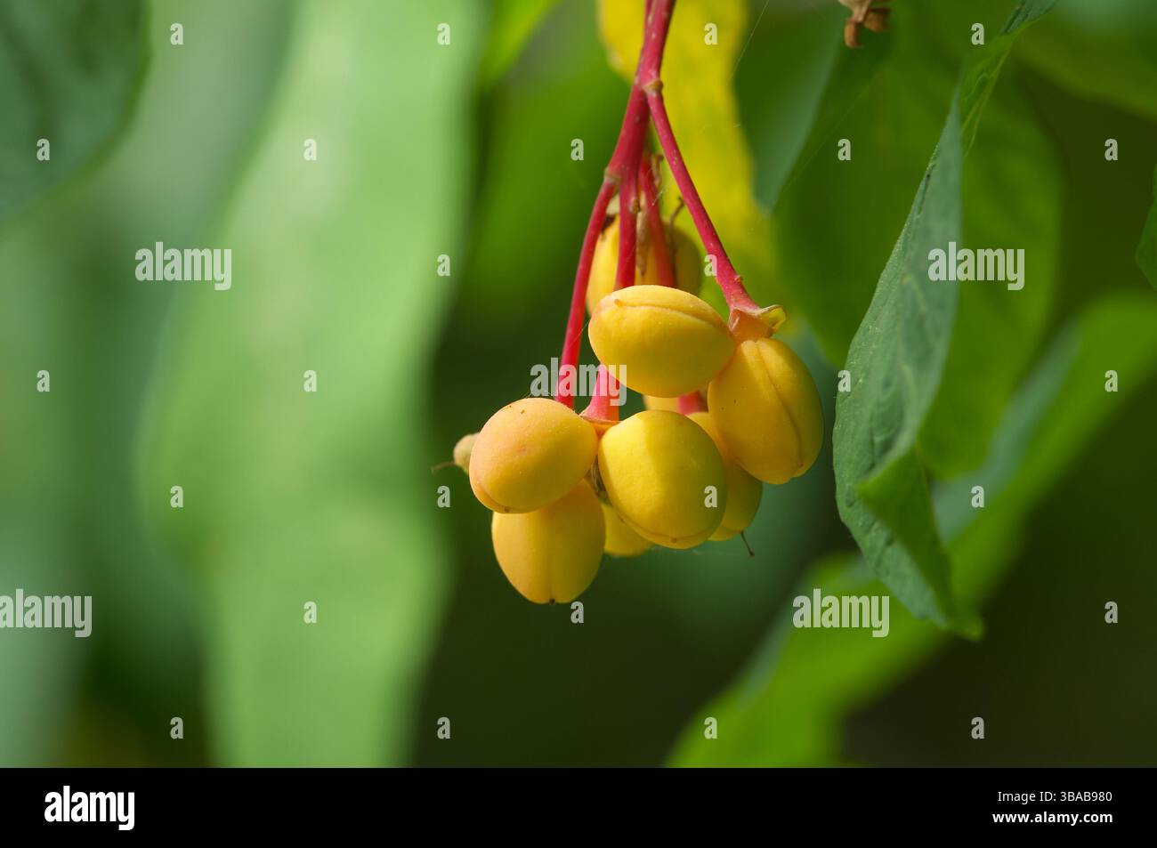 Indian Plum, Indian Peach or osoberry (Oemieria cerasiformis) - cluster of ripening fruit - turns to dark purple when ripe. Stock Photo