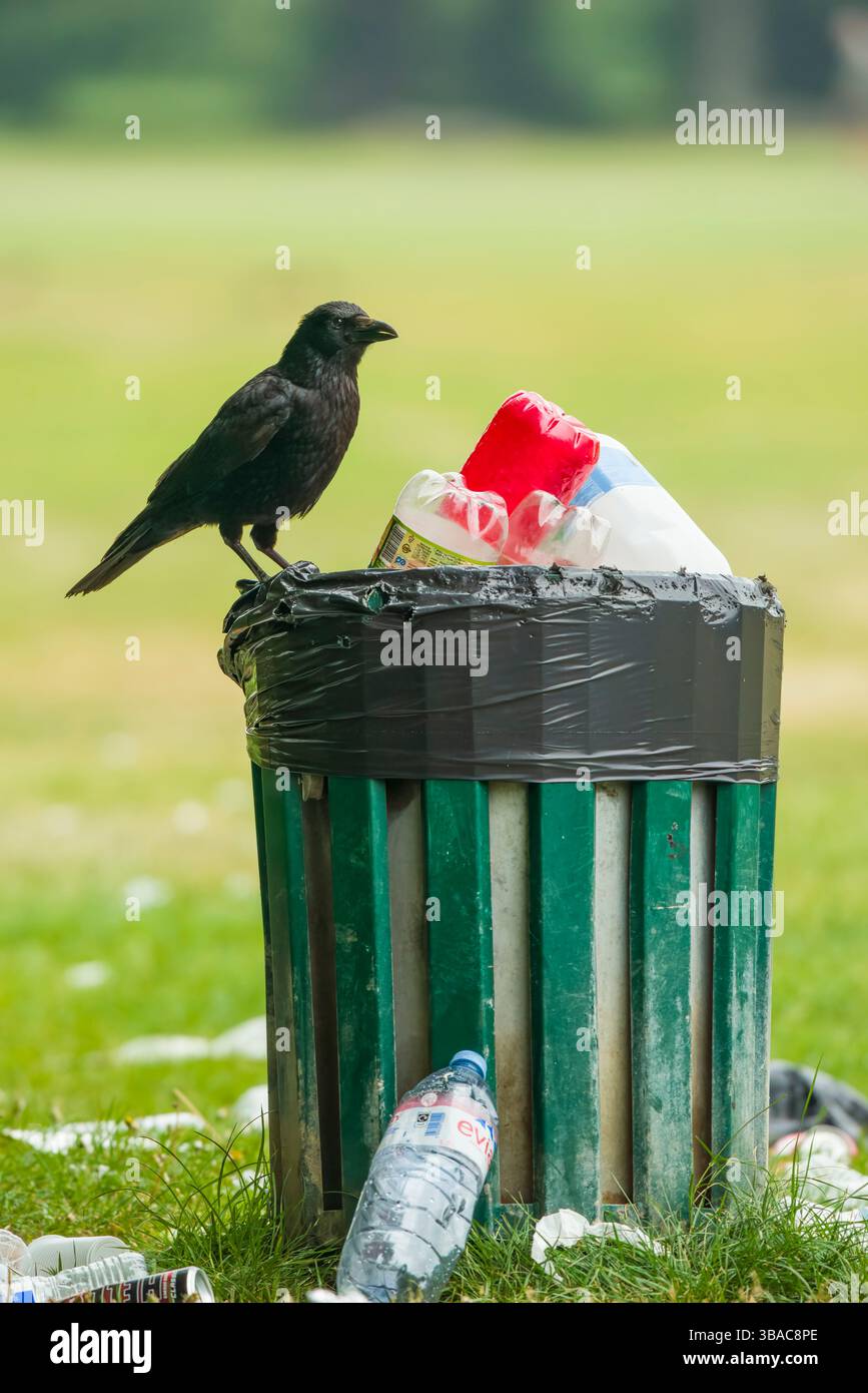 Carrion Crow (Corvus corone) perching on full litter bin Stock Photo