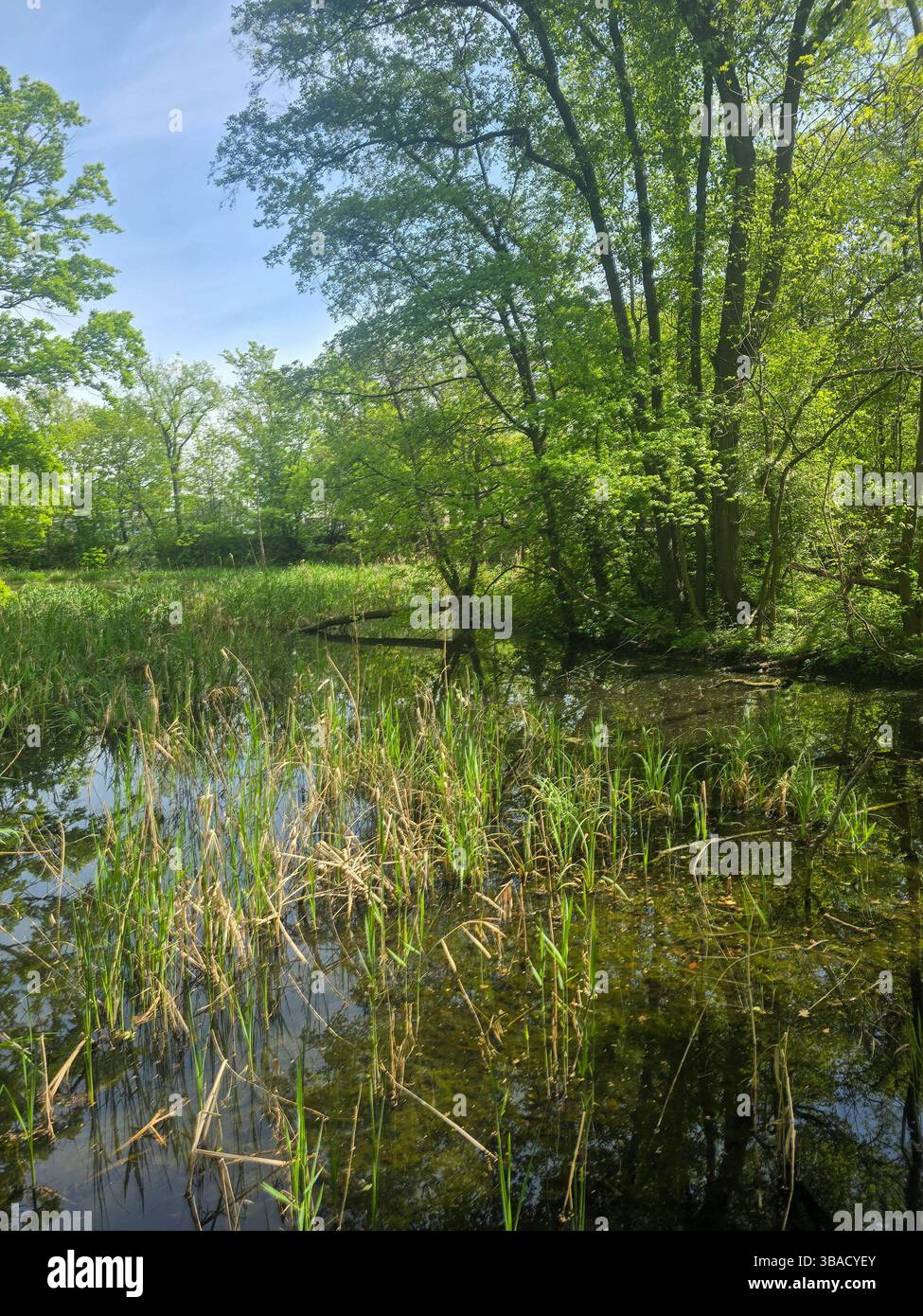 Tranquil Reflections on a Black Lake Stock Photo