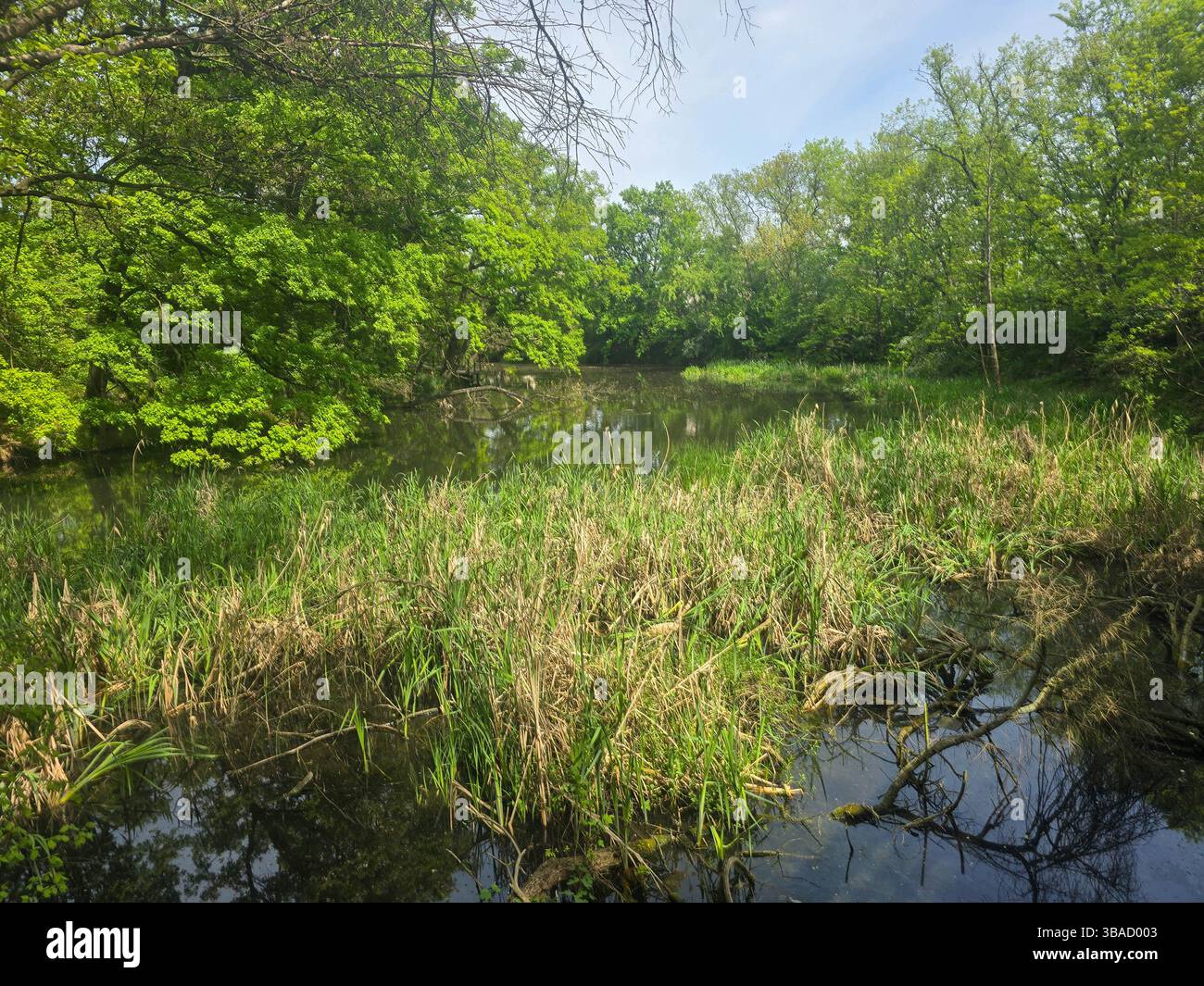 Tranquil Reflections on a Black Lake Stock Photo