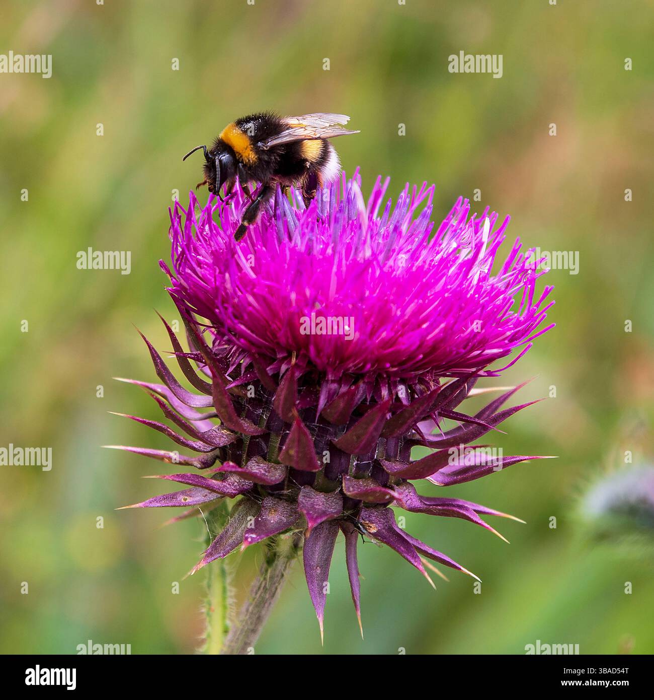 A bumblebee forages for a pink thistle flower in the wild Stock Photo