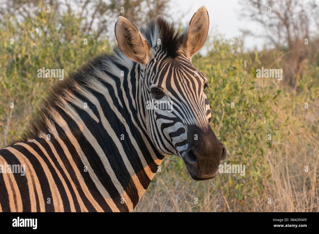 Africa sunset plains zebra hi-res stock photography and images - Alamy