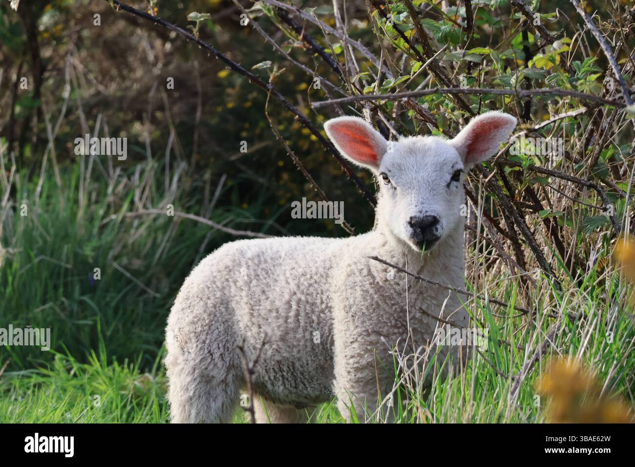 Lambs in April. Taken on a walk by Hadrian's Wall Stock Photo - Alamy