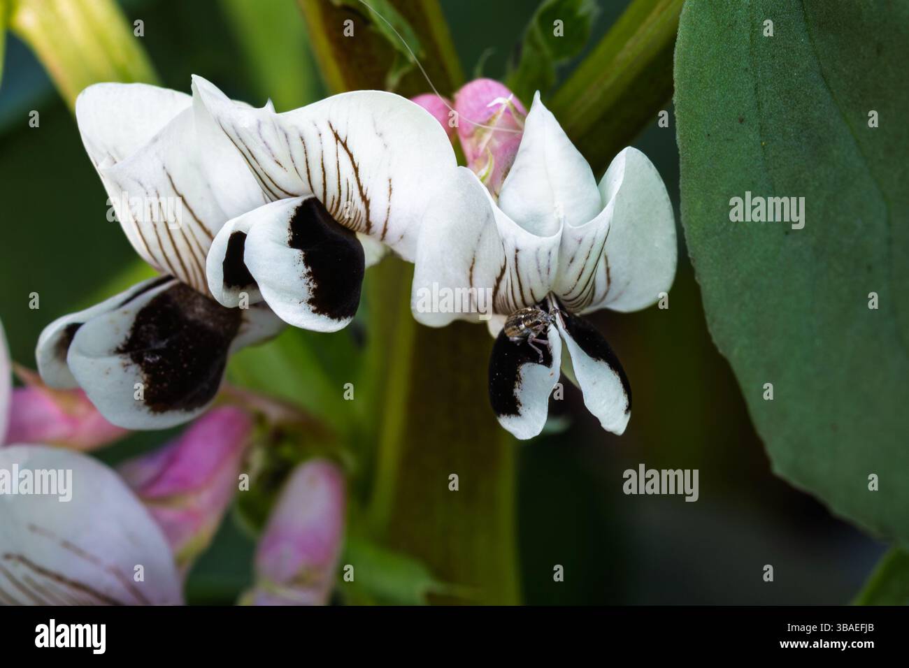 A close up of the flower of a broad bean plant (Vicia faba) in spring.  England, UK Stock Photo