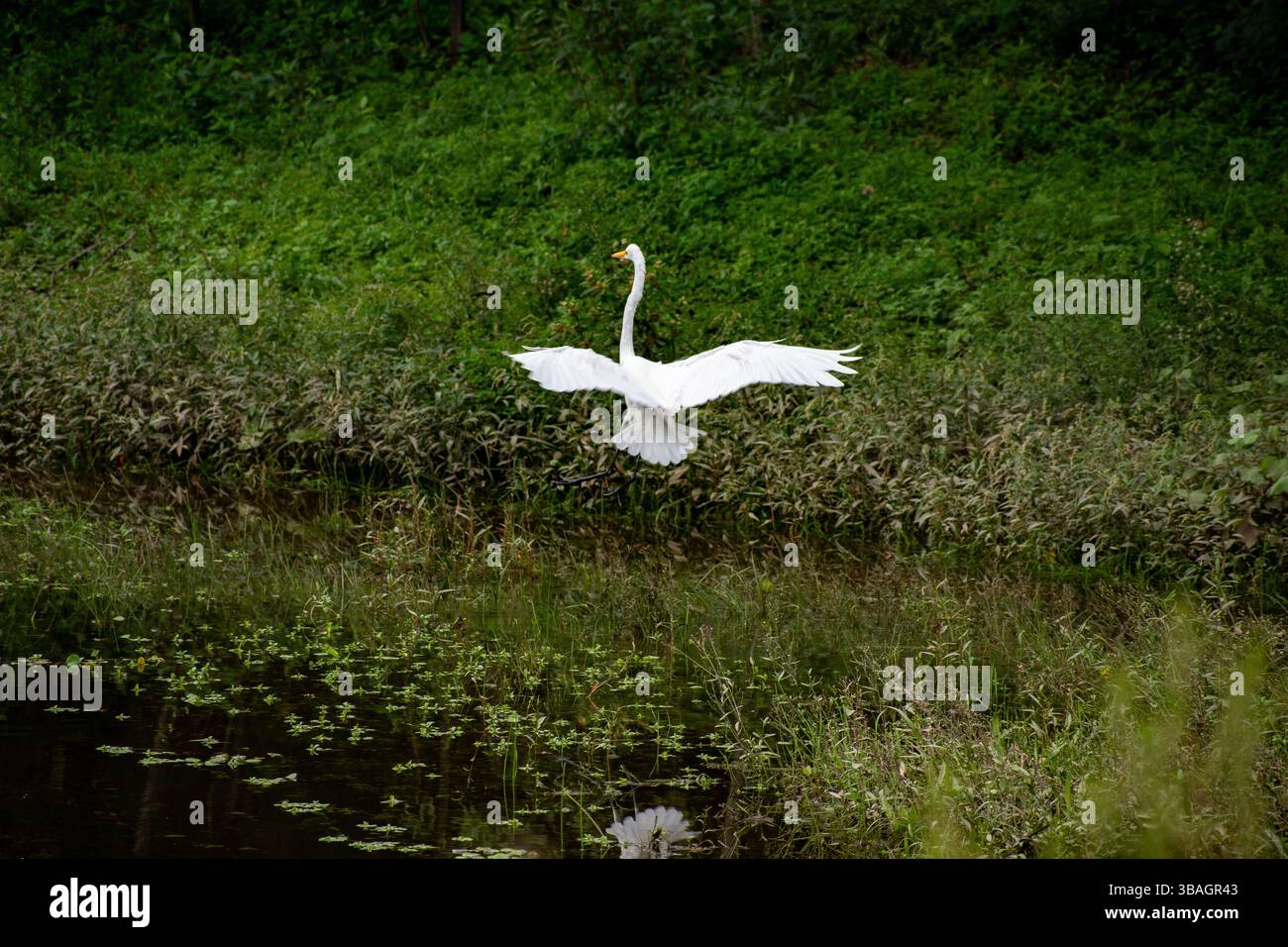 un poco de naturaleza al aire libre en Flor Serrana Stock Photo