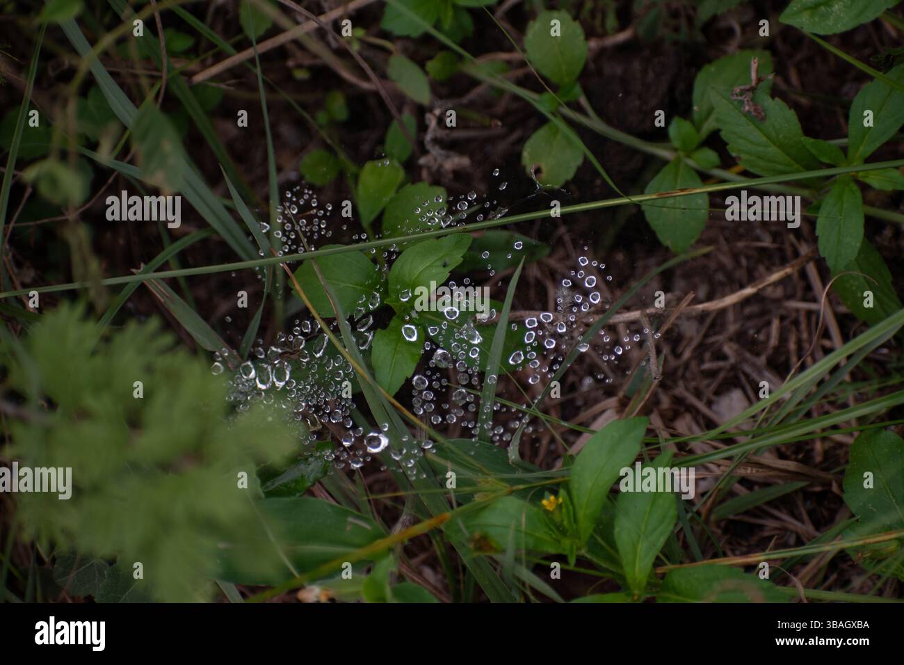un poco de naturaleza al aire libre en Flor Serrana Stock Photo