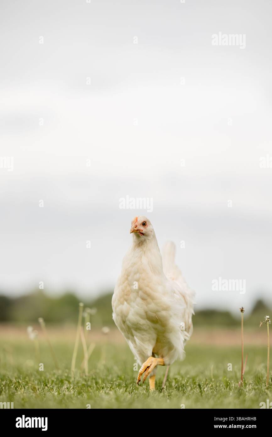 pullet-chicken-egg-layer-backyard-flock-red-black-white-hen-single-group-michigan-pasture-grass-alone Stock Photo