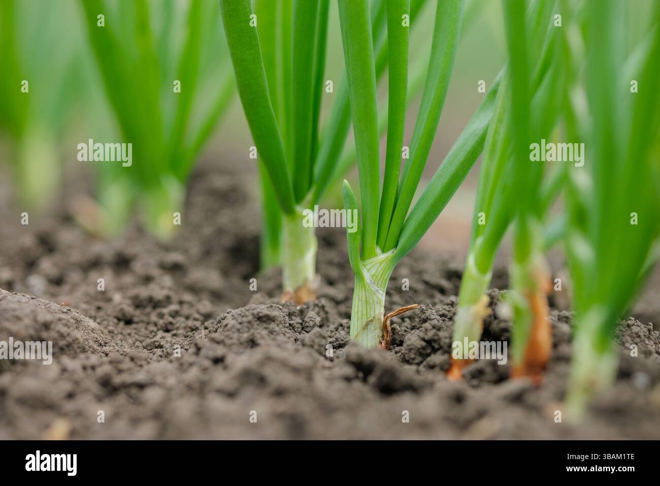 Close-up of green onions growing in fertile soil on a farm field during ...