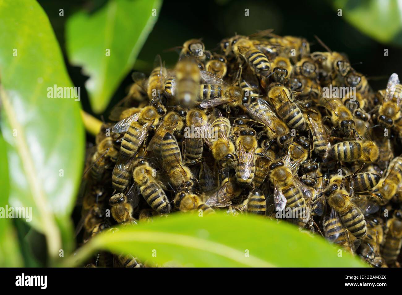 Swarm of bees hanging on the branch Stock Photo