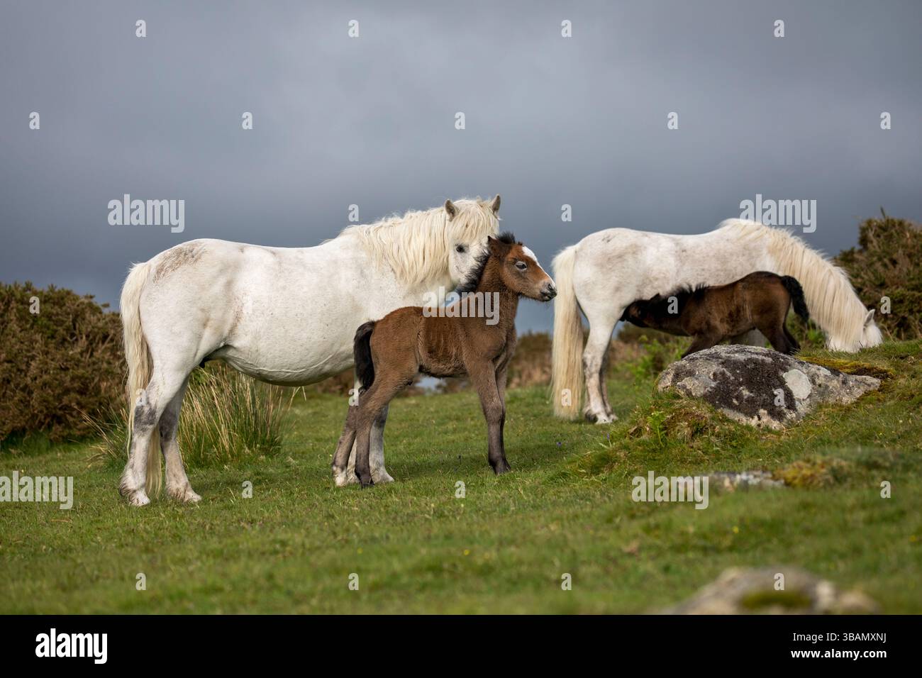 Mares and foals hi-res stock photography and images - Alamy