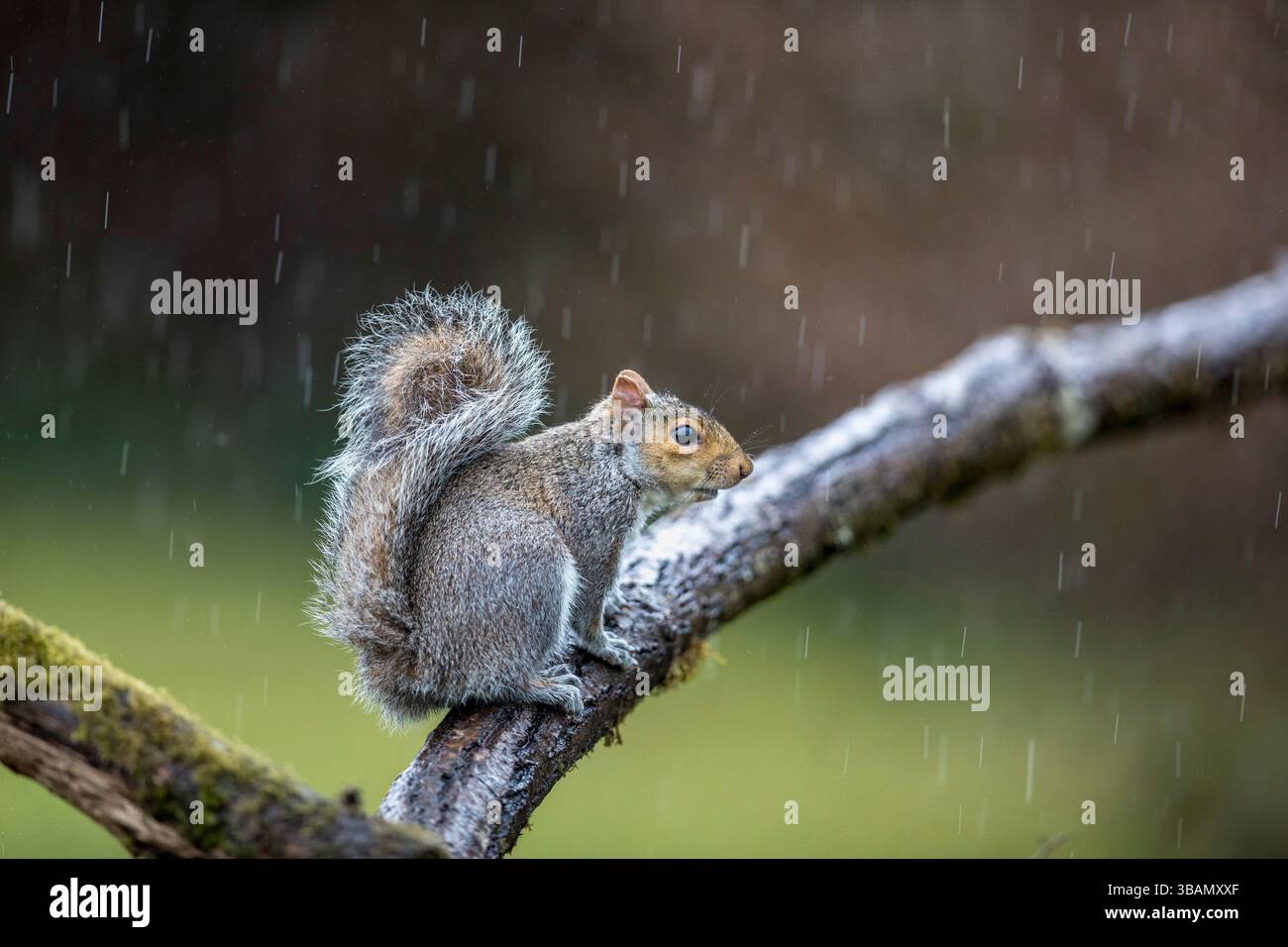 Grey Squirrel; Sciurus carolinensis; in Rain; UK Stock Photo