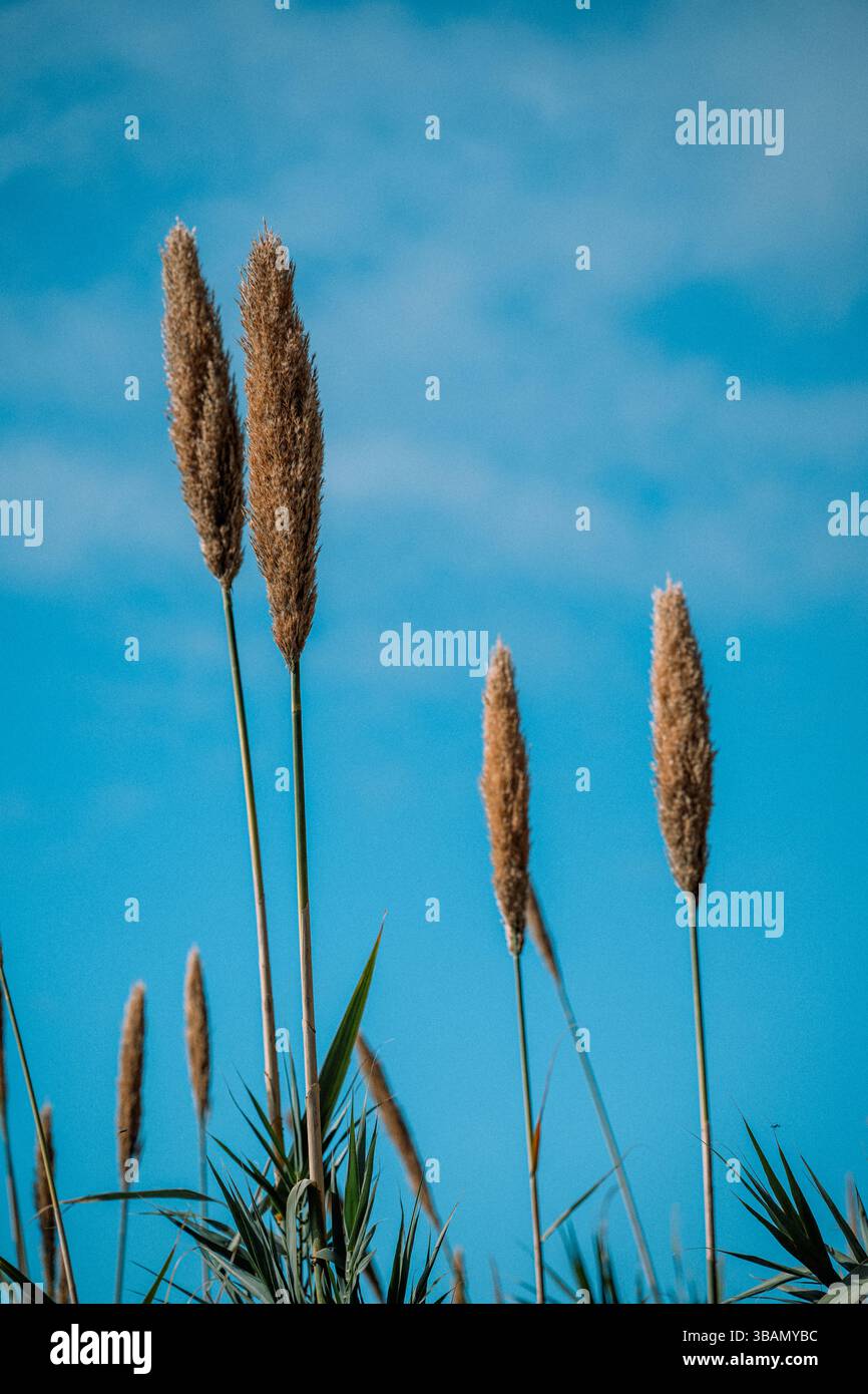 Tall brown cattails sway gently against a vibrant blue sky with scattered clouds Stock Photo