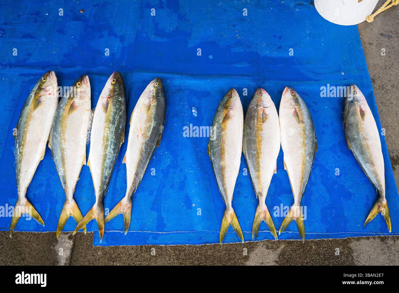 Yellowfin, or Ahi Tuna in a traditional fish market. Traditional ...
