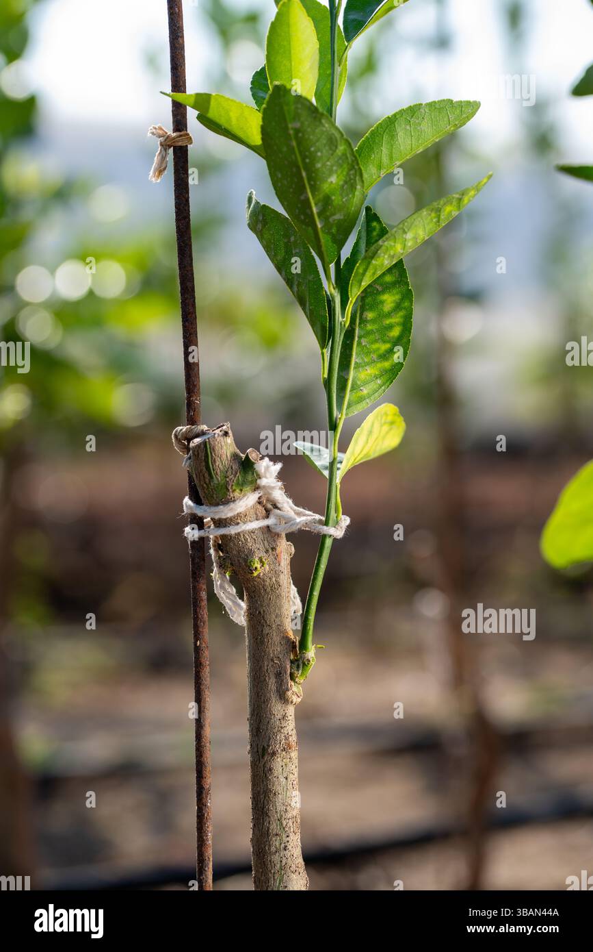 Grafting citrus hi-res stock photography and images - Alamy