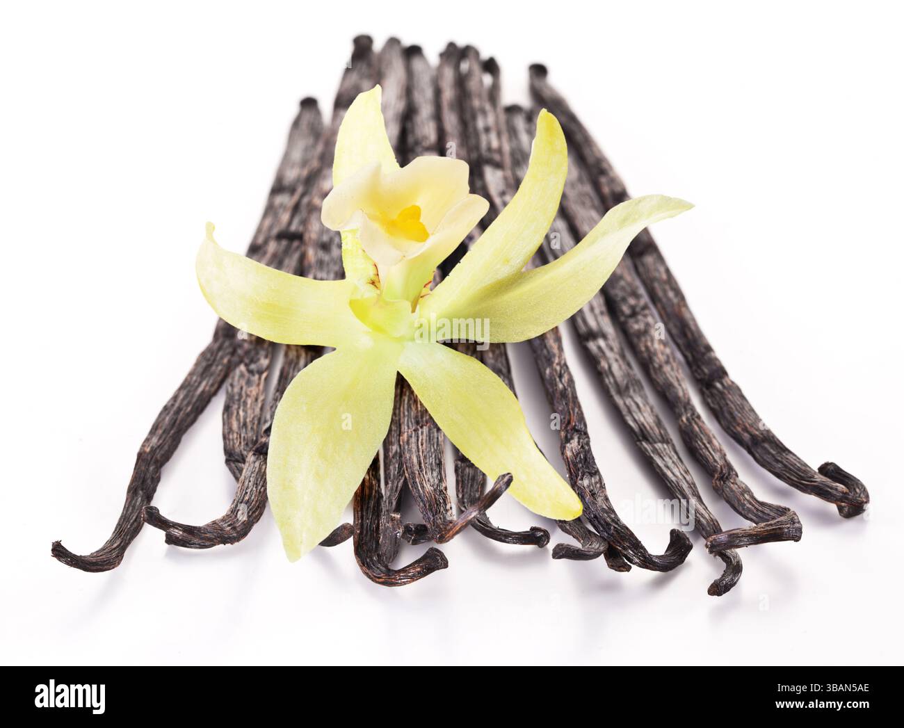 Wildflower Days Top Vanilla Bean