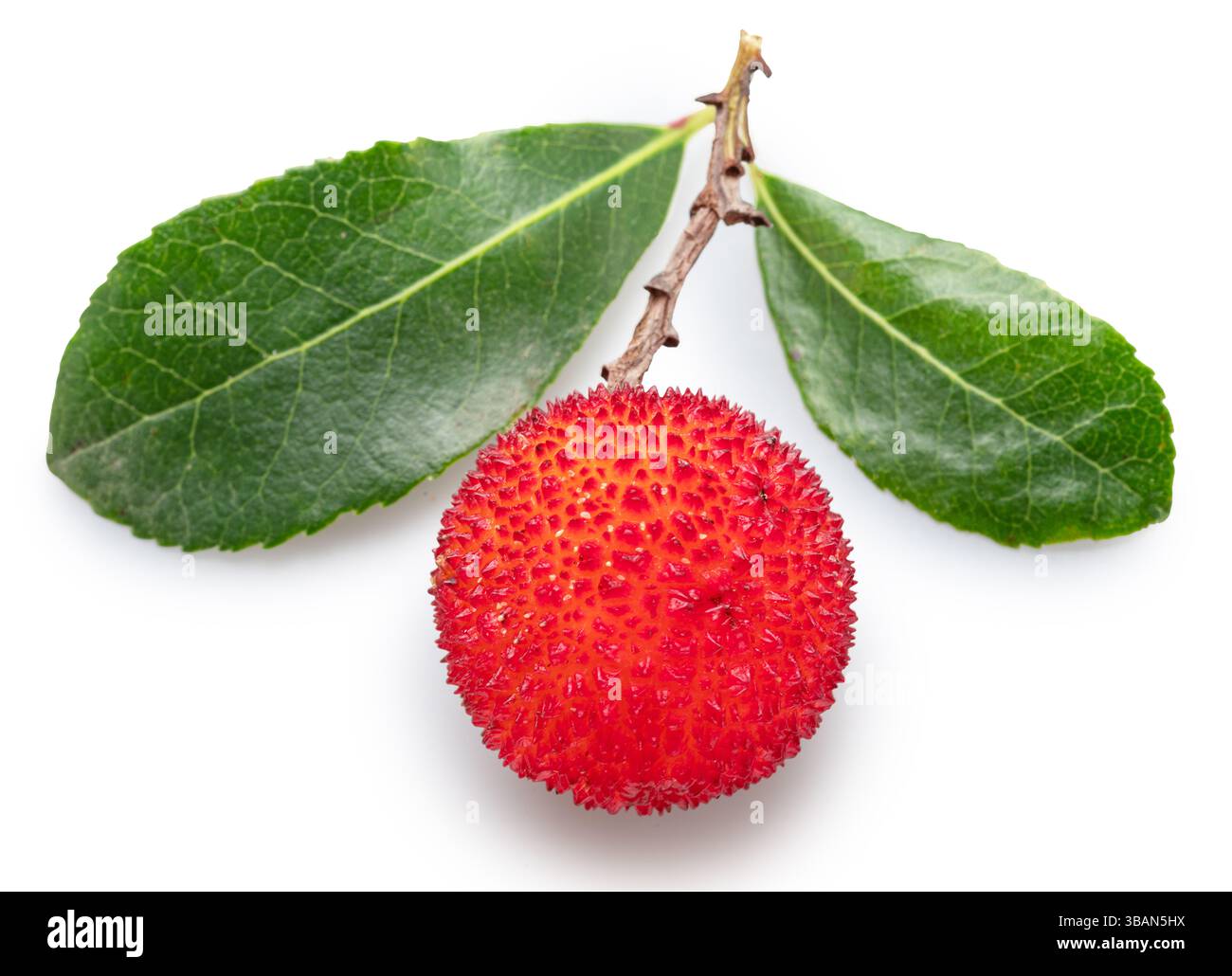 Ripe fruit and fresh green leaves of strawberry tree, isolated on white ...