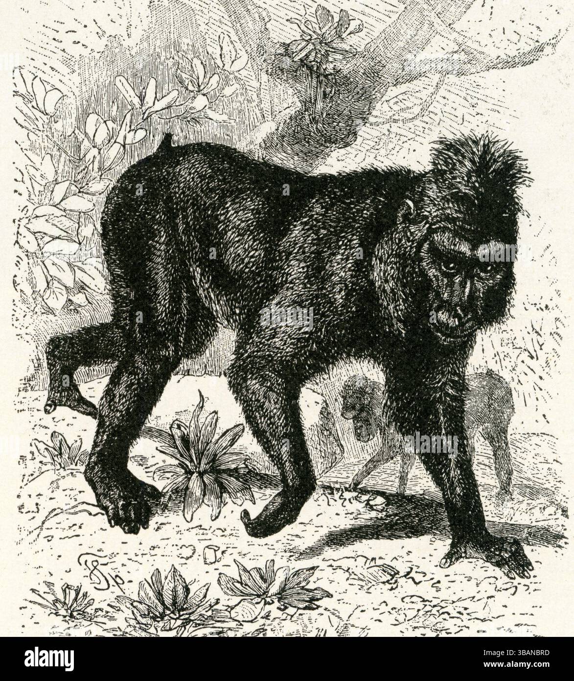 BLACK BABOON ( Cynocephalus niger ) - Black Baboon in Motion, Cynocephalus niger – Spreading Thumbs & Crest, Vintage Wildlife Engraving Stock Photo