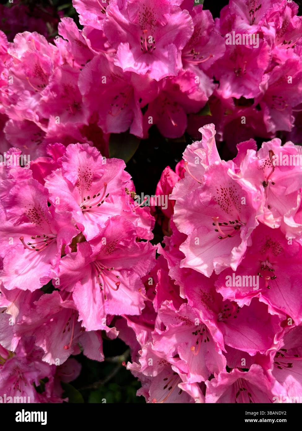 Close-up of deep pink clustered flowers in full bloom, filling the frame with vibrant petals and visible stamens, ideal for backgrounds or textures. - Smartphone Captured Stock Image