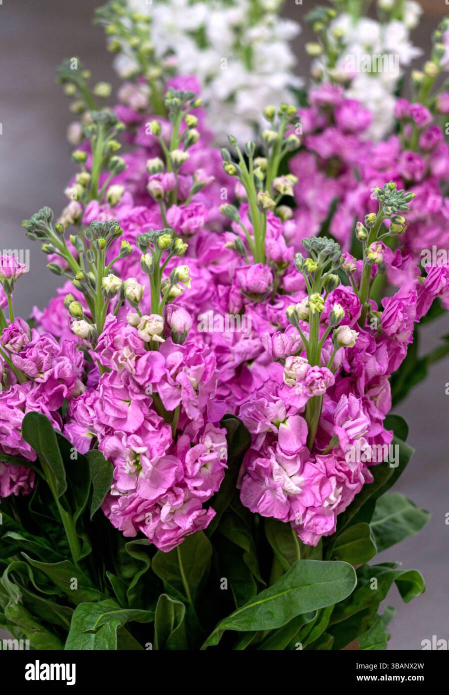 Double stock flowers hi-res stock photography and images - Alamy
