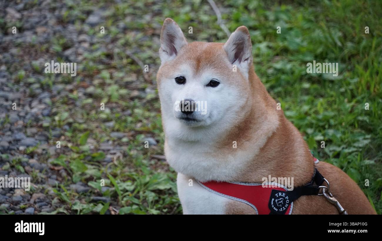 Adorable Shiba Inu: A Japanese Icon with a Spirited Personality Stock ...